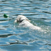 Ecolast Rubber Floating Hippo / Turtle Dog Toys, 1 ct - CD2BM - Hippo - Small - Blue - 6