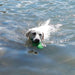 Ecolast Rubber Floating Hippo / Turtle Dog Toys, 1 ct - CD2BM - Hippo - Small - Blue - 5