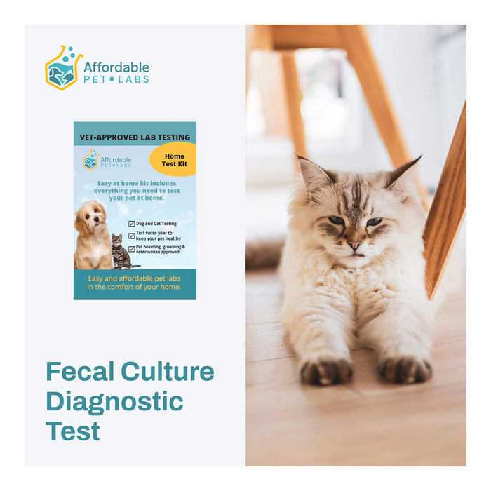 Fecal Culture Diagnostic Test For Cats, Easy Home Kit - AF21H - 1