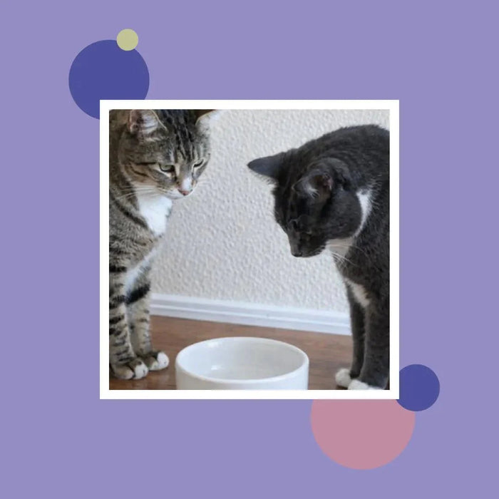 Feeding Friend Automatic Pet Feeder – Timed Portion Control Food & Water Dispenser for Cats and Dogs - RL33 - Taupe - Small - 1 - 30