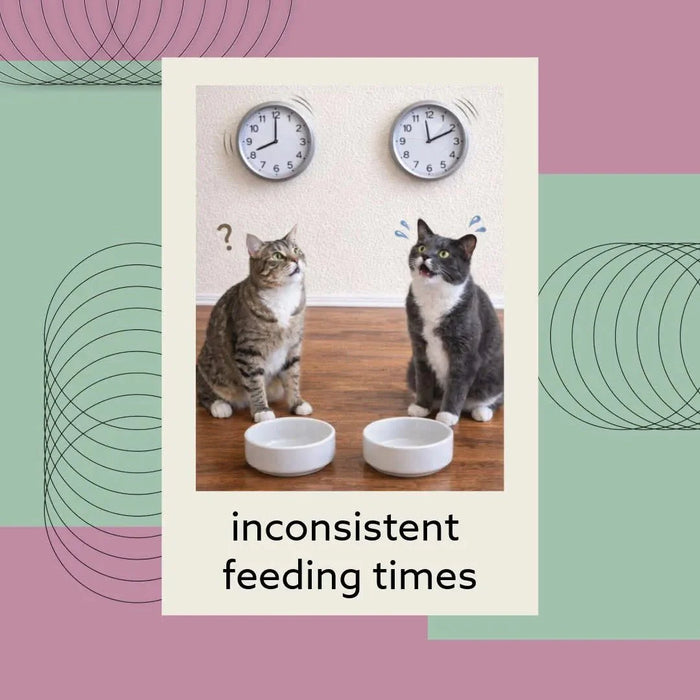 Feeding Friend Automatic Pet Feeder – Timed Portion Control Food & Water Dispenser for Cats and Dogs - RL33 - Taupe - Small - 1 - 24