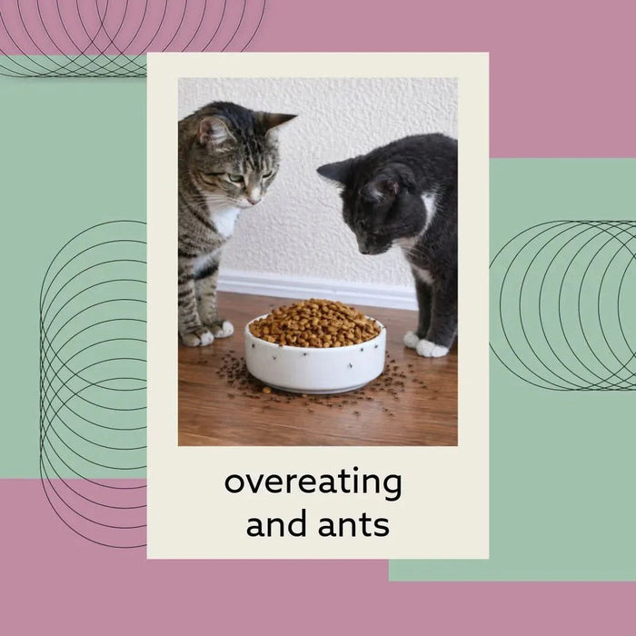 Feeding Friend Automatic Pet Feeder – Timed Portion Control Food & Water Dispenser for Cats and Dogs - RL33 - Taupe - Small - 1 - 33