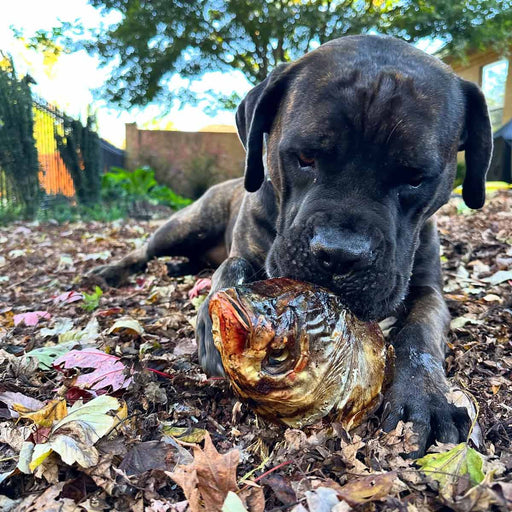 Carp Heads Flavor Fish