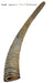 Gobi Goat Horn Natural Dog Chew - QTDAN - Small - 1