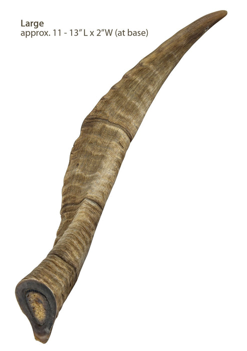 Gobi Goat Horn Natural Dog Chew - QTDAP - Medium - 15