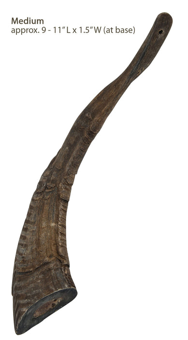 Gobi Goat Horn Natural Dog Chew - QTDAQ - Large - 22