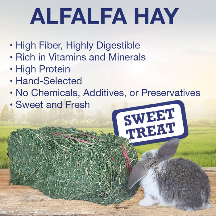 Grandpa's Best Alfalfa Hay Bale - 010BEST-000635 - Green - 10 lbs - Alfalfa Hay - 6