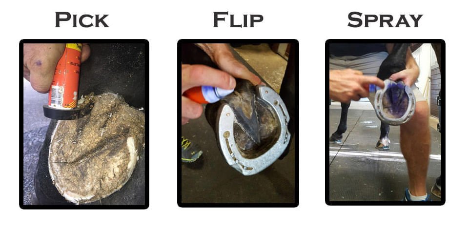 Groom's Hand Thrush Solution for Horses - RJMBG - 2