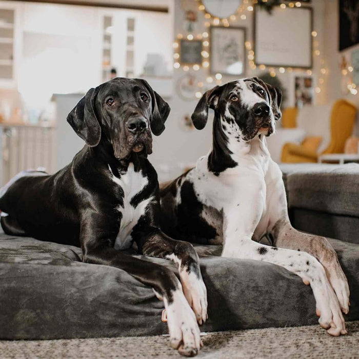 7 Sleek Bed Color Charcoal