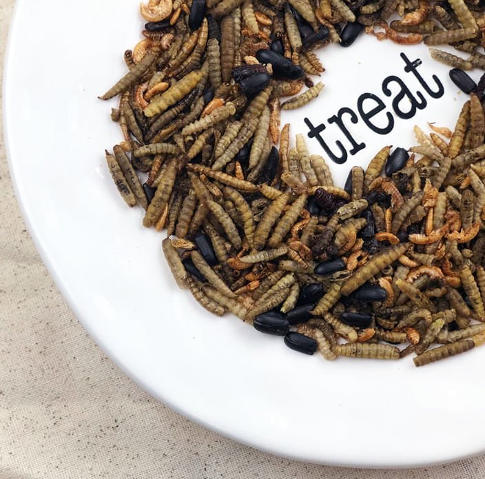 Happy Hen Bug Bonanza, Mealworm & Bug Blend Chicken Treats - HHT1P - 30 oz - 6