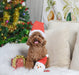 Happy Woofmas Super Ball - Jeffers - Dog Supplies > Dog Toys