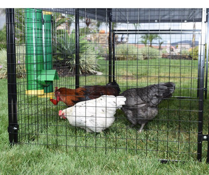 DUPLICATE - RUGAG - High End Hen Poultry Feeder & Waterer - RUGAG-DUPE - 2
