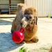 Horseman's Pride Scented Jolly Ball 10" Horse Toy – Durable, Chew - Resistant Equine Enrichment Ball for Outdoor Fun - H7B1 - Red (Strawberry) - 4
