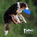 Jeffers Blue Bone Stamped Frisbee Natural Rubber 8 Inch Dog Toy for Fetching & Chewing - I7RR - Blue - Medium - 1 - 6