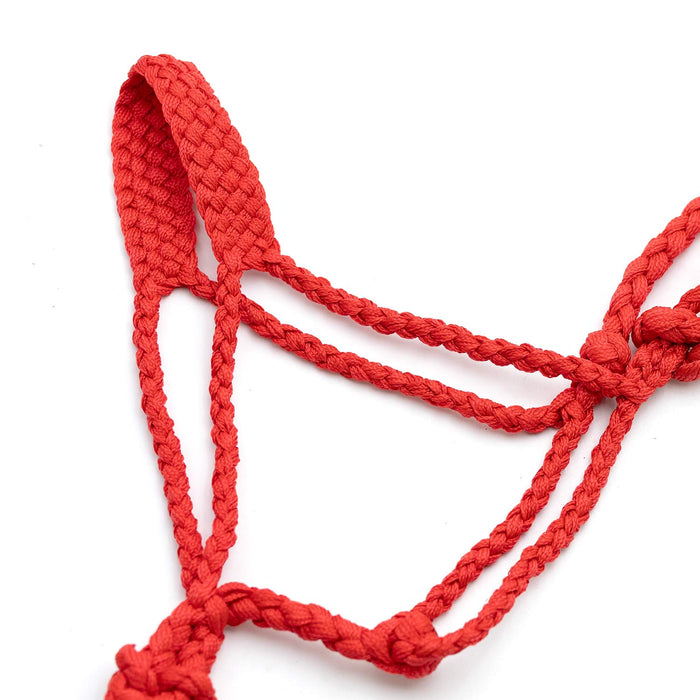 Jeffers Braided Mule Tape Halter with 10' Lead for Horses - JEF11D - Turquoise - Full - 18