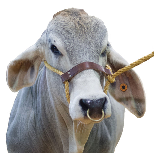 Jeffers Bull Rings - Jeffers - Cattle Supplies > Cattle Supplies