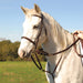 Jeffers German Olympic Running Martingale for Horses with Reins - SSTE - Brown - 2