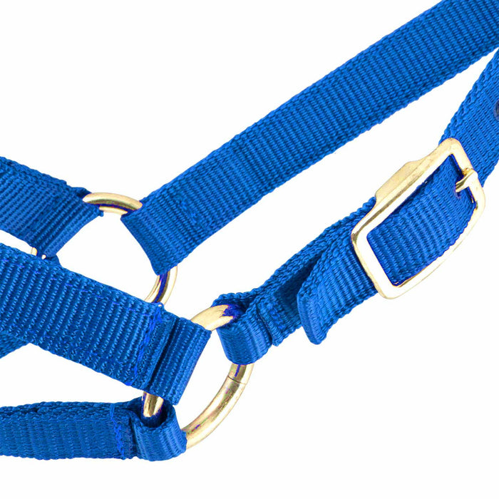 Jeffers Goat Halter - SSHH - Small (30" - 34") - Royal Blue - 7