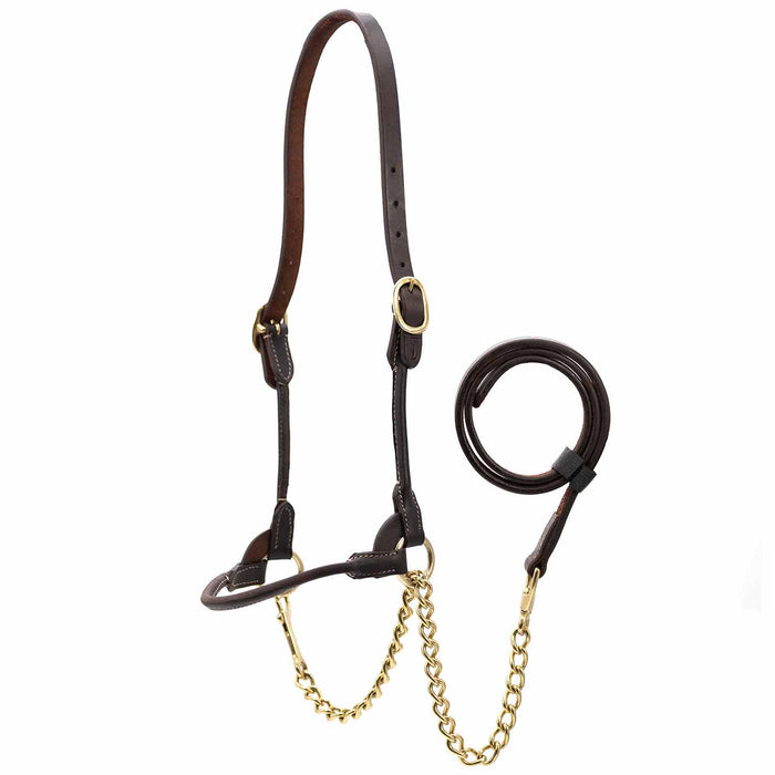 Jeffers Harness Leather Show Halter for Cattle – Includes Lead & Brass Chain - JEF01H - Havana - Small - 1 - 1