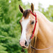 Jeffers Nylon One - Ear Western Horse Headstall - SSND - Red - 7