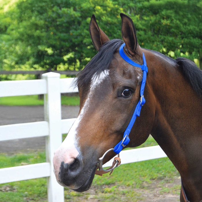 Jeffers Nylon One - Ear Western Horse Headstall - SSNF - Royal Blue - 17