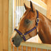 Jeffers Padded Nylon Horse Halter with Throat Snap - IA6D - Black/Red - 16