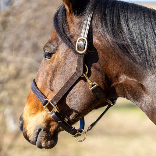 Jeffers Versailles Triple Stitched Adjustable Leather Halter for Horses, Havana - JEF15W - Cob - Havana - 1 - 2