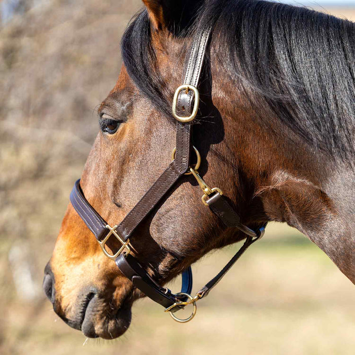 Jeffers Versailles Triple Stitched Adjustable Leather Halter for Horses, Havana - JEF15W - Cob - Havana - 1 - 2