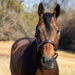 Jeffers Versailles Triple Stitched Adjustable Leather Halter for Horses, Havana - JEF15W - Cob - Havana - 1 - 4
