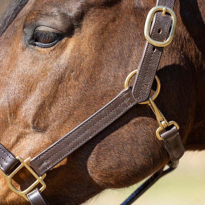 Jeffers Versailles Triple Stitched Adjustable Leather Halter for Horses, Havana - JEF15W - Cob - Havana - 1 - 6