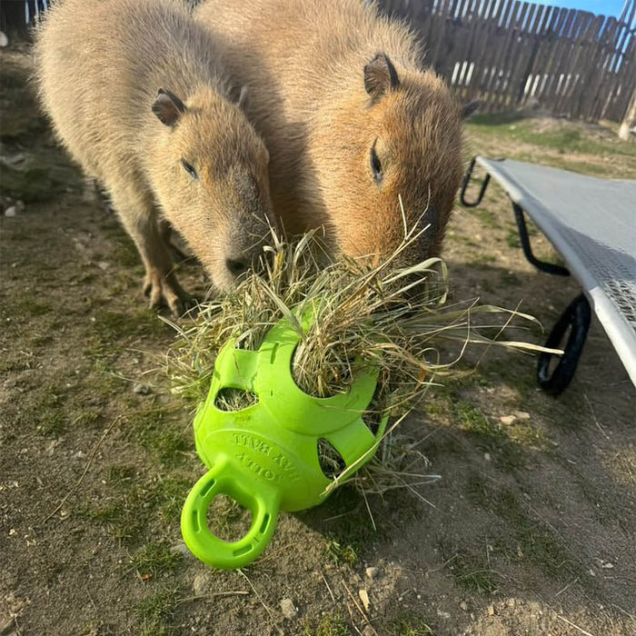 Jolly Hay Ball, 8" – Interactive Horse & Livestock Toy for Hay Feeding and Enrichment - H7TM - Green - 9