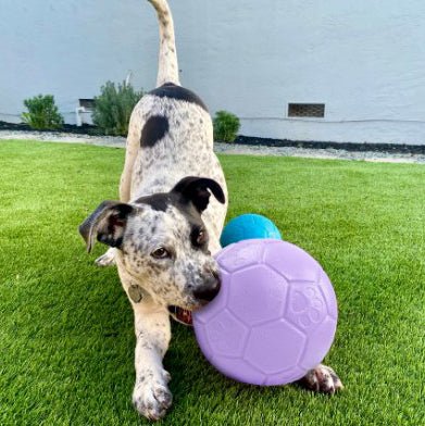 Jolly Soccer Ball for Dogs – Durable, Floating, Puncture - Resistant, Fetch Toy, Made in USA - H7XM - Light Purple - 3" Mini - Grape - 15