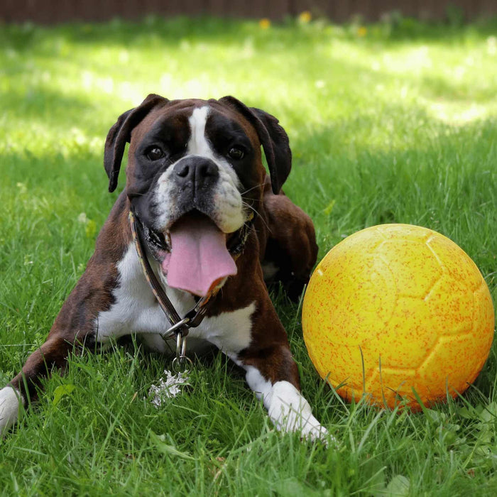 Jolly Soccer Ball for Dogs – Durable, Floating, Puncture - Resistant, Fetch Toy, Made in USA - H7XM - Light Purple - 3" Mini - Grape - 18