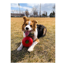 Jolly Teaser Ball Dog Toy – Interactive Ball-in-a-Ball, Floating, Durable Chase & Treat Toy