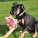 Phatz Pig Color Pink