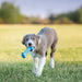 KONG Puppy Goodie Bone Md Color Blue Pink