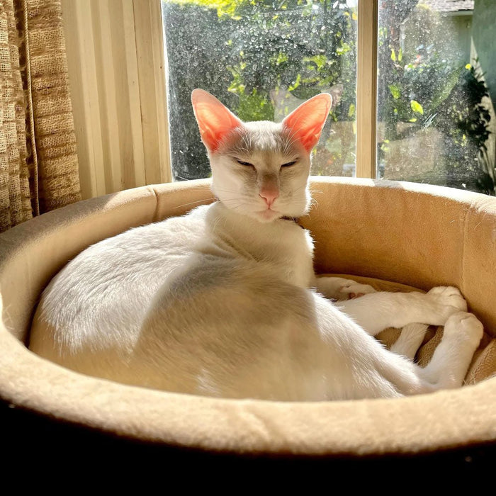 K&H Pet Products Thermo - Kitty Bed Indoor Heated Cat Bed – Safe, Energy Efficient & Washable - PCT7 - Mocha - Small - 16"D - 2