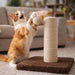 Cat Scratch & Play Post  