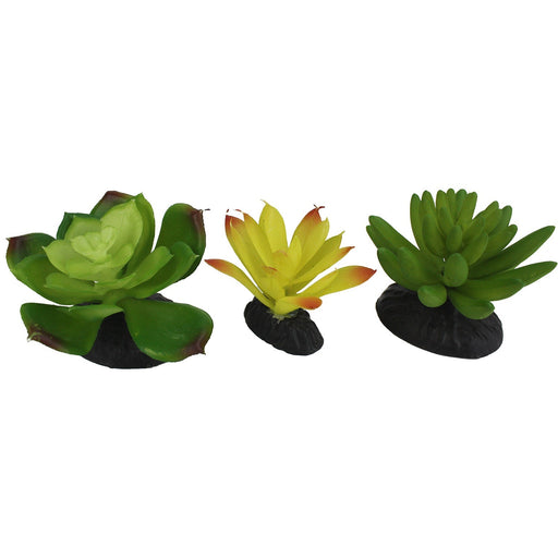 Komodo Succulent, 3 pk - MR1DS - Yellow/Green - 3pk - 1