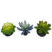 Komodo Succulent, 3 pk - MR1DT - Blue/Green - 3pk - 2