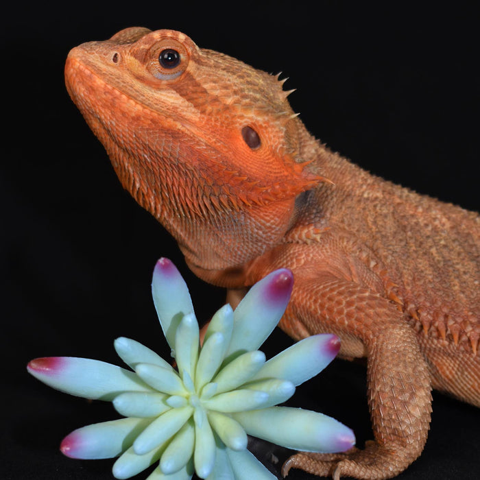 Komodo Succulent, 3 pk - MR1DT - Blue/Green - 3pk - 3