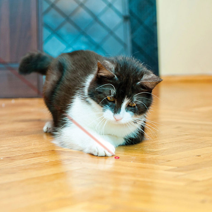KONG Red Laser Pointer for Cats – Stimulate Active Play - K9ADH - Purple - One size - 1 ct - 6