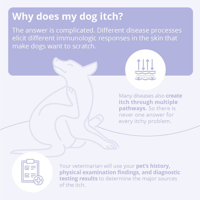 Mal - A - Ket Medicated Ketoconazole Chlorhexidine Shampoo for Horses, Dogs & Cats - 013DP-32081 - 8 oz - 6