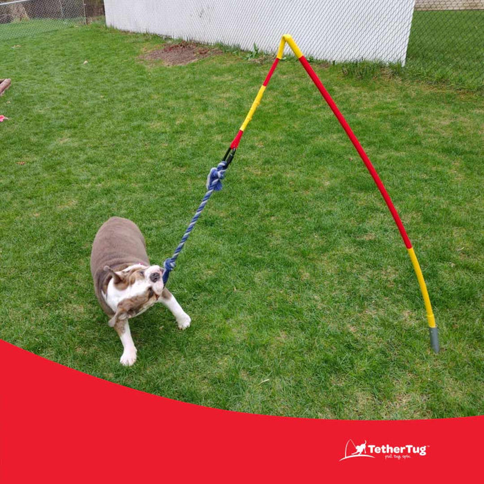 Tether Tug Dog Toy Kit with Base + Knotted Rope Toy