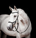 Micklem 2.0 Competition Bridle, Black - Jeffers - Horse Supplies > Horse Tack > Bridles & Headstalls
