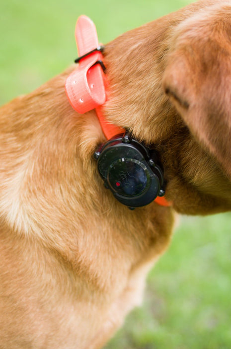 Mircro - iDT Plus Add - On Collar - DTSD - Orange - 2