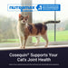 Nutramax Cosequin Professional for Cats, 60 Capsules - 015NM-CQCAT60P - Single Pack - 4