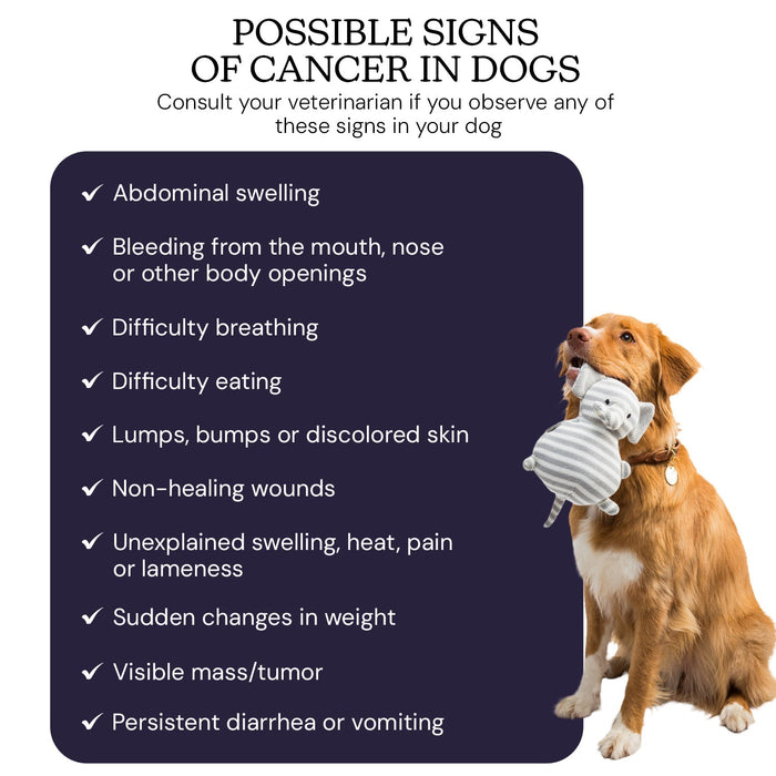 Oncotect Essential At - Home Dog Cancer Screening Test Kit - OTC1 - 1 Test Kit - 6