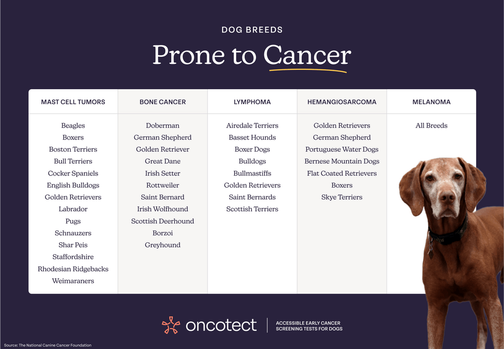 Oncotect Essential At - Home Dog Cancer Screening Test Kit - OTC1 - 1 Test Kit - 5