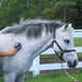 Oster Coarse Curry Comb for Horse Grooming - P008OST-78399-120 - 3